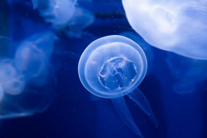 The Florida Aquarium Ticket - Authentic Visitor Experiences