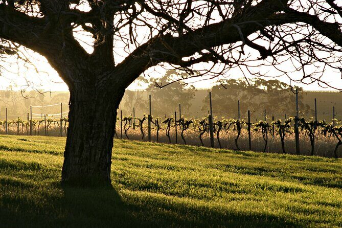 The Florita Wine Tasting Experience - Who Should Consider This Tour?