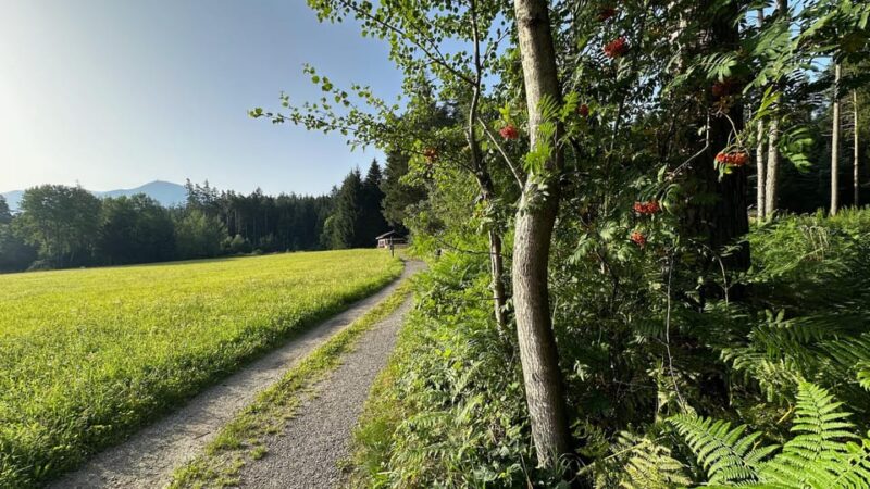 The Forest as an Escape Room for the Whole Family - Good To Know