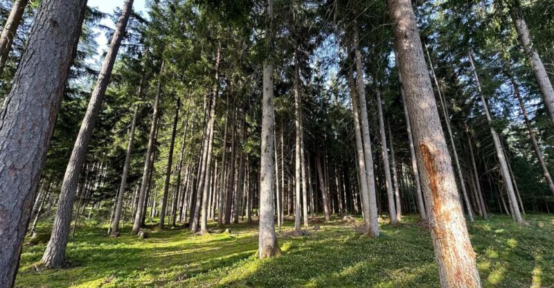 The Forest as an Escape Room for the Whole Family - Tour Details