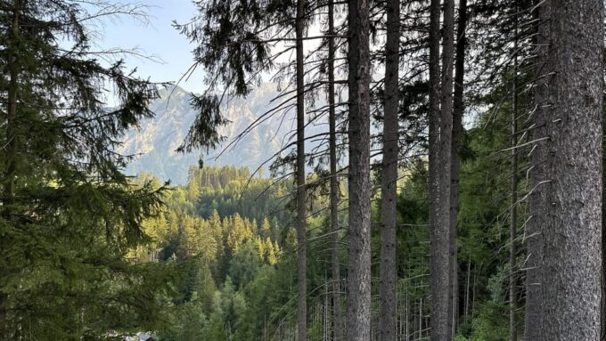 The Forest as an Escape Room for the Whole Family - Frequently Asked Questions