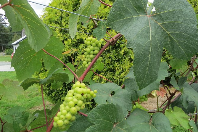The Fraser Valley Winery Tour - Key Points