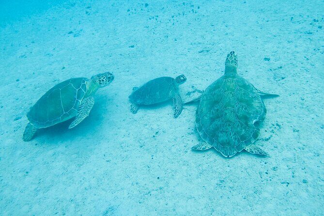 The Frederiksted St. Croix Sea Turtles Snorkeling Tour - What’s Included and What’s Not