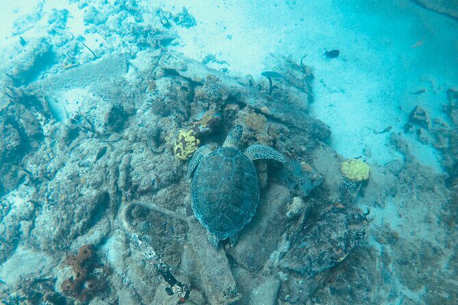 The Frederiksted St. Croix Sea Turtles Snorkeling Tour - Real Experiences & Review Insights