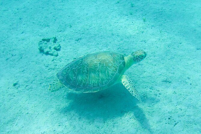 The Frederiksted St. Croix Sea Turtles Snorkeling Tour - Final Thoughts: Is This Tour Worth It?
