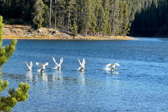 The Full Two Day Private Yellowstone Day Trips West Yellowstone - Accessibility Options
