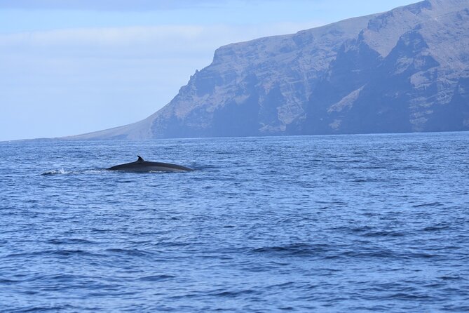 The Giants Cliffs Small-Group Sail Tour With Lunch - Tour Overview