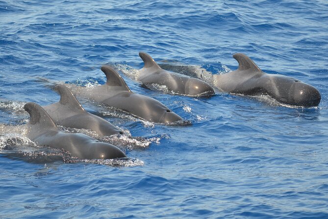 The Giants Cliffs Small-Group Sail Tour With Lunch - Booking Information
