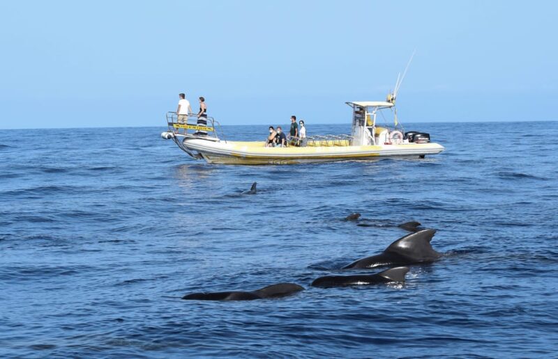 The Giants: Dolphin and Whale Watching Cruise by Speedboat - Highlights of the Experience