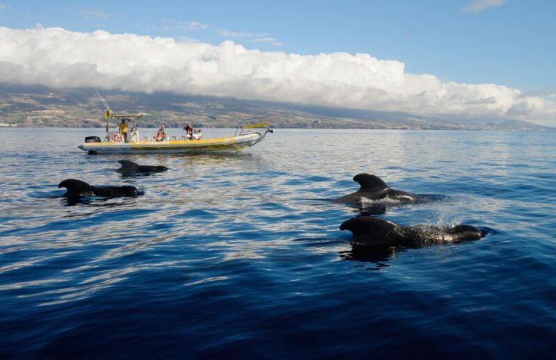 The Giants: Dolphin and Whale Watching Cruise by Speedboat - Tour Inclusions and Exclusions