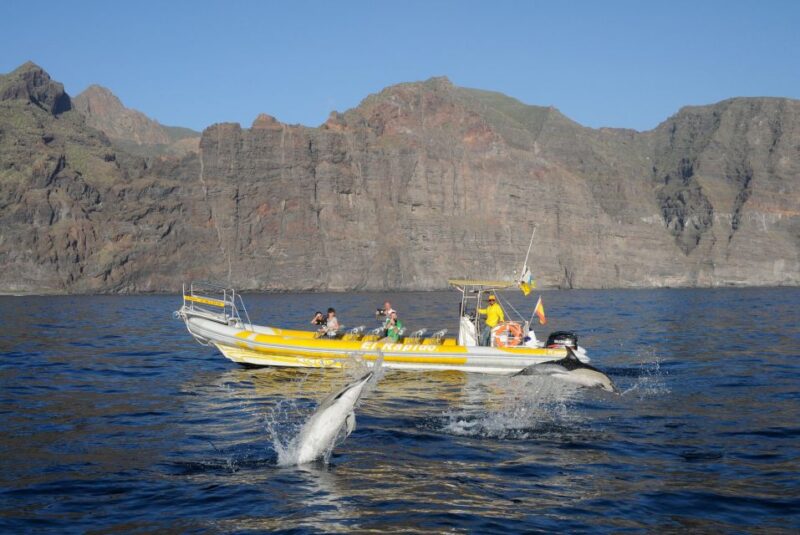 The Giants: Dolphin and Whale Watching Cruise by Speedboat - Customer Reviews and Ratings