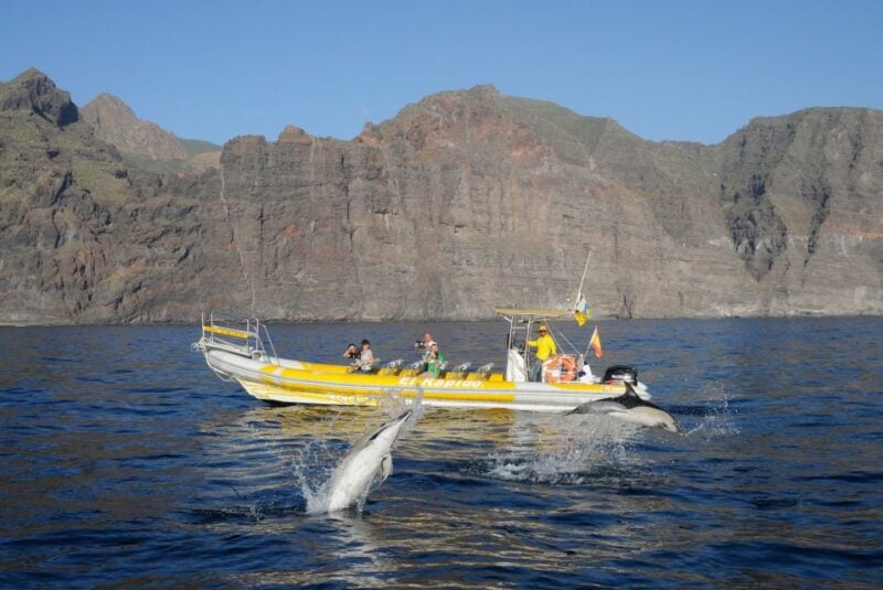 The Giants: Dolphin and Whale Watching Cruise by Speedboat - Communication With the Tour Team
