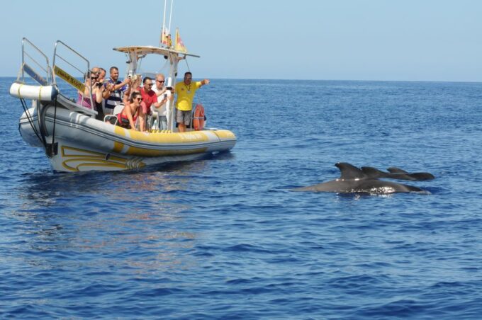 The Giants: Dolphin and Whale Watching Cruise by Speedboat - FAQ