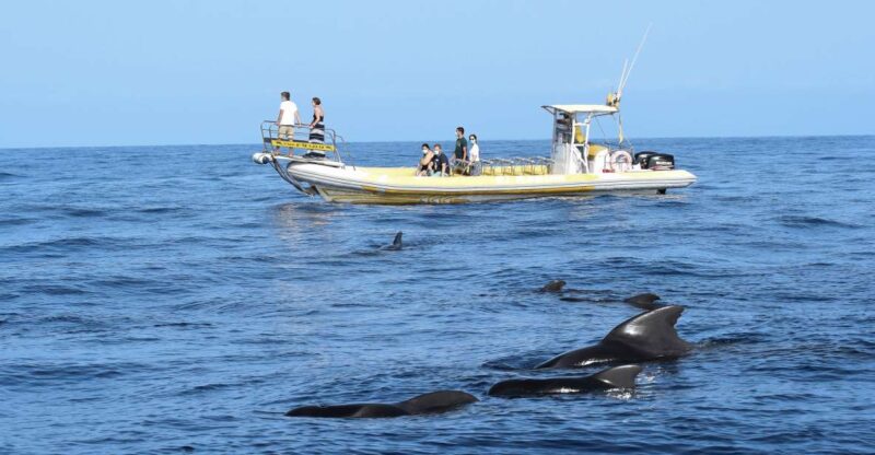 The Giants: Dolphin and Whale-Watching Speedboat Tour - Tour Details