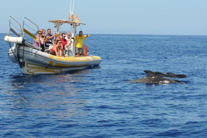 The Giants: Dolphin and Whale-Watching Speedboat Tour - Inclusions and Restrictions
