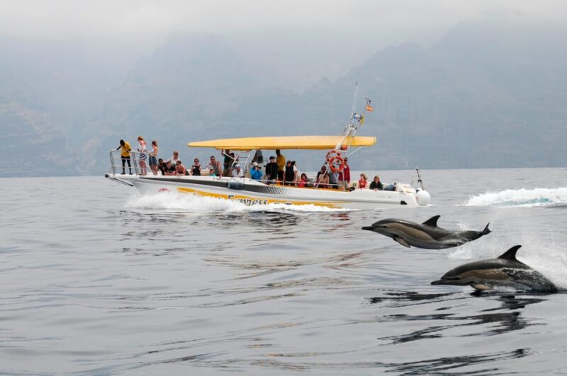 The Giants: Dolphin & Whale Watching Cruise With Swim Stop - Key Points