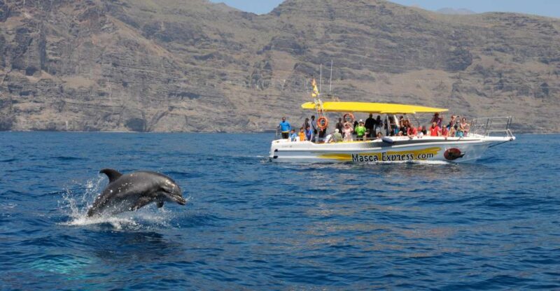 The Giants: Dolphin & Whale Watching Cruise With Swimming - Booking Information