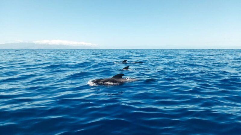 The Giants: Whales and Dolphin Watching Cruise With Lunch - Key Points
