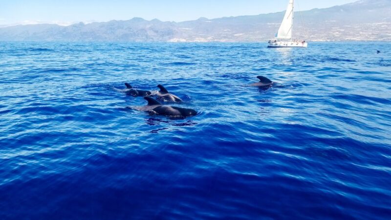 The Giants: Whales and Dolphin Watching Cruise With Lunch - Sighting Opportunities