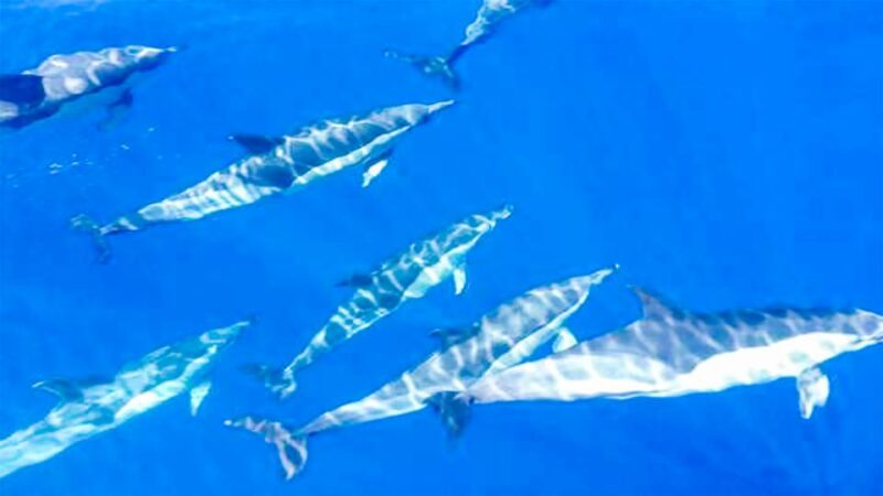 The Giants: Whales and Dolphin Watching Cruise With Lunch - Cliffs of the Giants