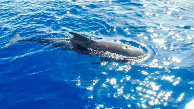The Giants: Whales and Dolphin Watching Cruise With Lunch - Restrictions and Safety