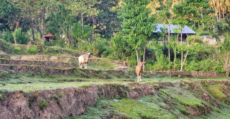 The Gili Mushroom Tours - Key Points