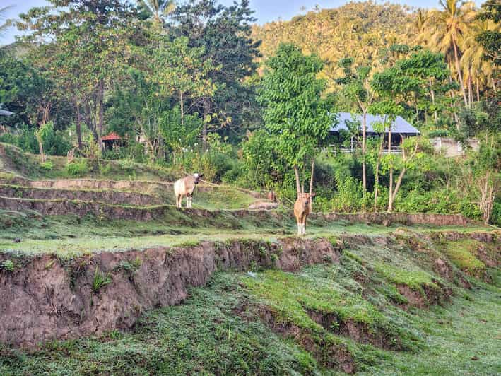 The Gili Mushroom Tours - Itinerary and Activities