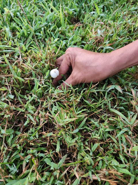 The Gili Mushroom Tours - Cultural Experiences and Highlights