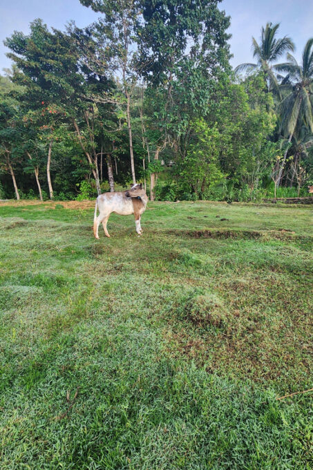 The Gili Mushroom Tours - Frequently Asked Questions
