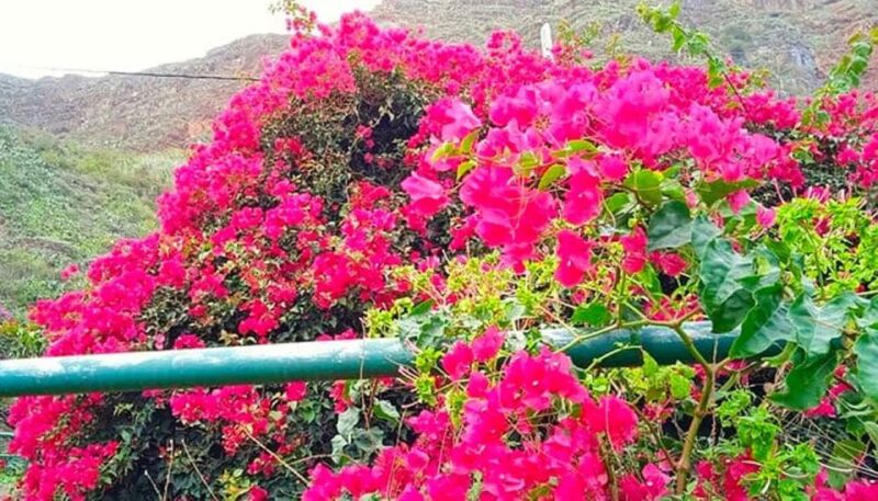 The Gomera VIP Experience - Tour Highlights