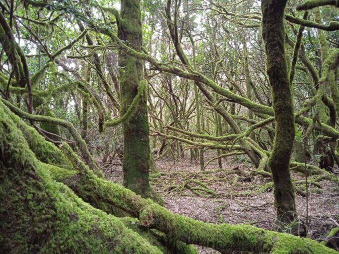 The Gomera VIP Experience - Scenic Ferry Trip