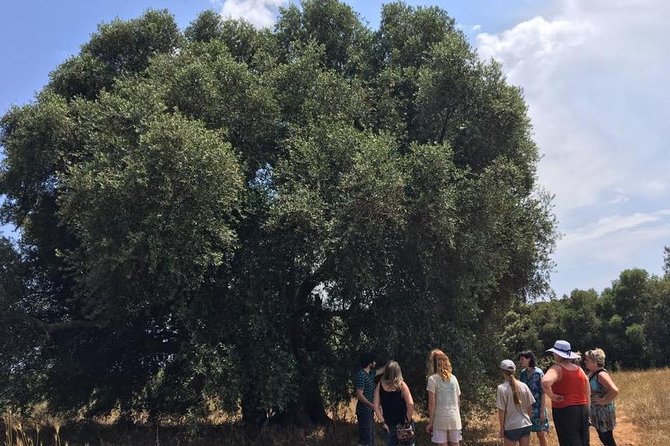 The Governor Olive Mill Tour With Olive Oil Tasting - Olive Oil Tasting Experience