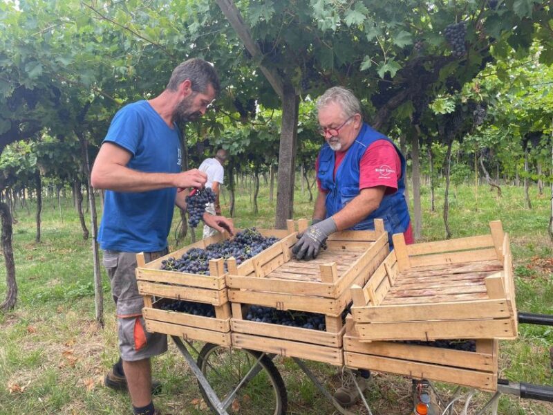 The Grand Tour of Amarone: 2 Wineries With Delicious Lunch - Key Points