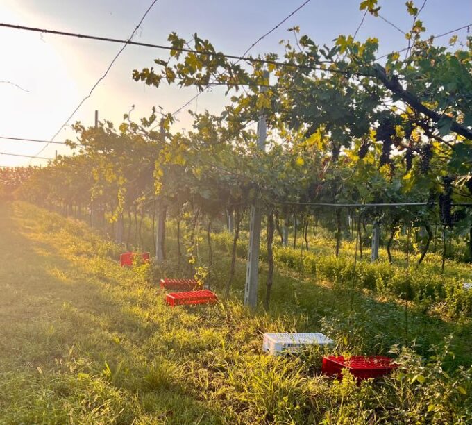 The Grand Tour of Amarone: 2 Wineries With Delicious Lunch - Discovering Amarone Wines