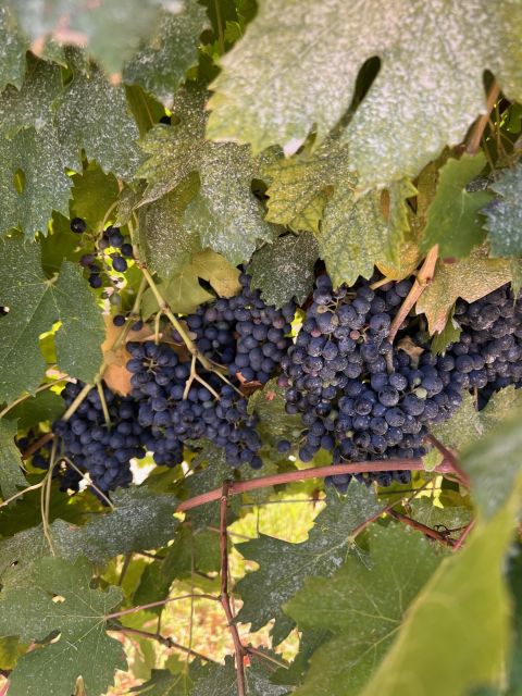The Grand Tour of Amarone: 2 Wineries With Delicious Lunch - Frequently Asked Questions