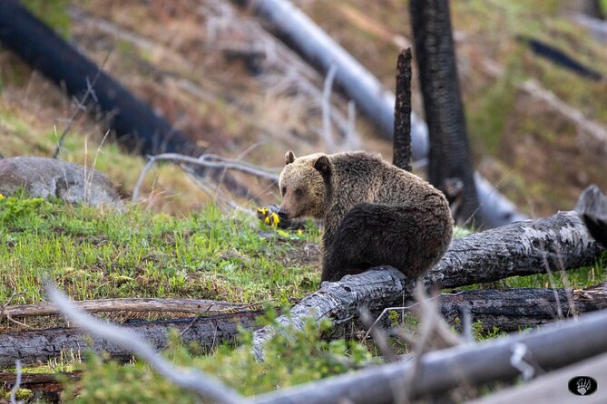 The Grand Yellowstone 3 Day Private Experience From Cody Wyoming - Highly Rated Tour Guides