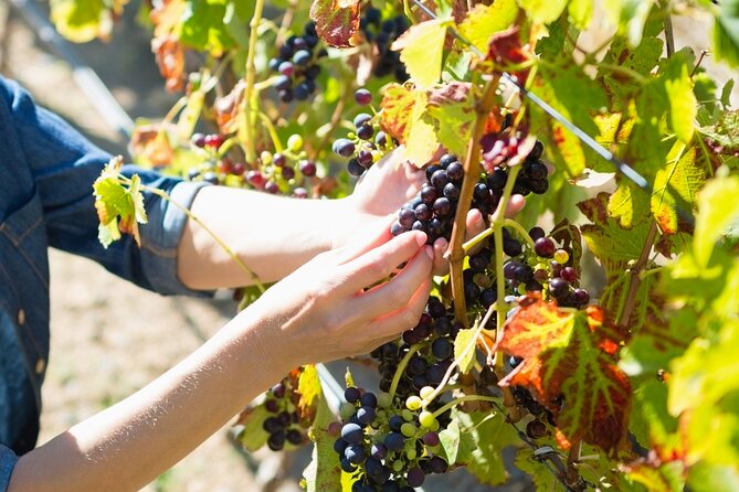 The Grape Escape: Troodos Mountains Thru Wine Small Group Tour 6hrs - Tour Dates and Options