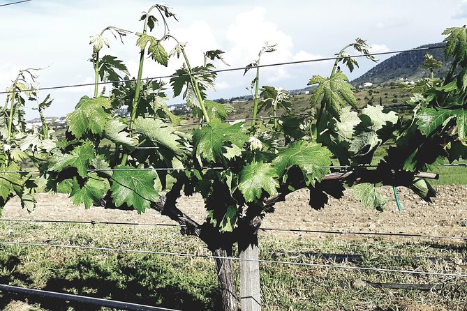 The Grape Escape: Troodos Mountains Thru Wine Small Group Tour 6hrs - Age Requirements and Group Size