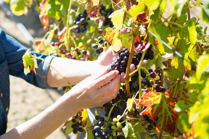 The Grape Escape: Troodos Mountains Thru Wine Small Group Tour 7hrs - Local Culture and Small Businesses