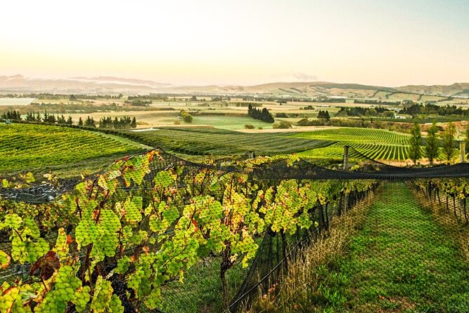 The Grape Vine - Flight Details
