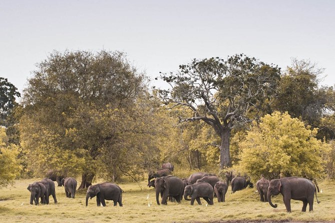 The Great Elephant Gathering Private Safari From Minneriya - Good To Know