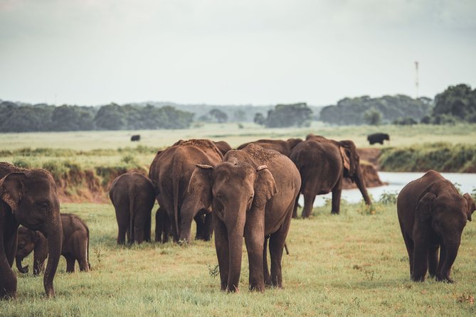 The Great Elephant Gathering Private Safari From Minneriya - Observe Elephants Bathe and Play