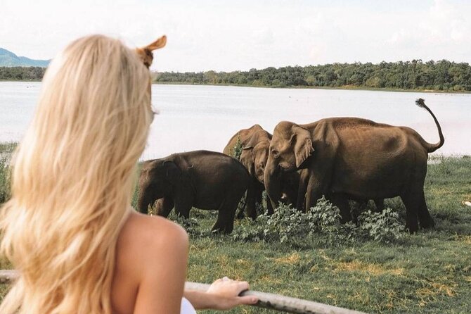 The Great Elephant Gathering Private Safari From Minneriya - Convenient Pickup and Logistics