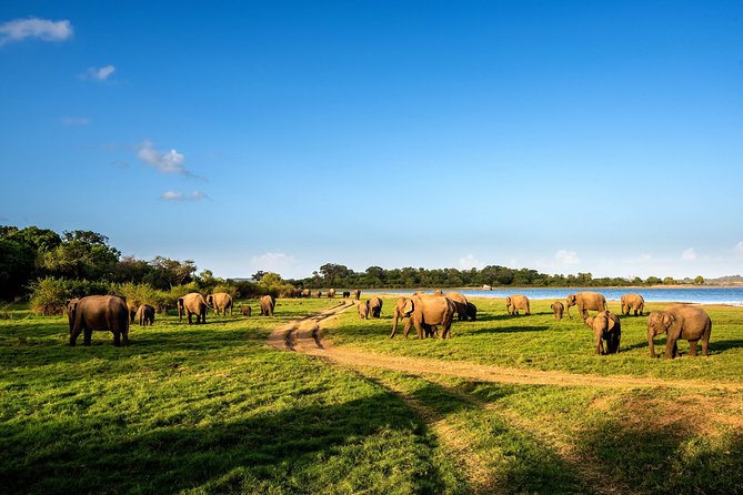 The Great Elephant Gathering Private Safari From Minneriya - Booking Details and Considerations