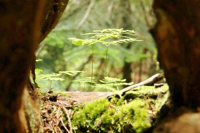 The Great Whistler Walking Tour: Discover Whistlers Sights, History & Culture! - Included Fees and Discounts