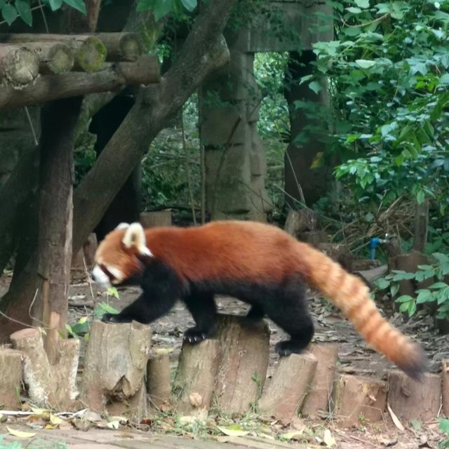 The Hidden Gems of China: Chengdu-Xian-Yunnan Tour (9D8N) - Pandas and Taoist Tranquility
