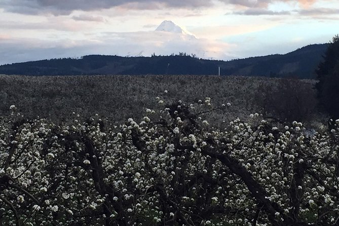 The Hood-Columbia Loop: Timberline, Orchards, and Waterfalls - Farm Stands and Orchards