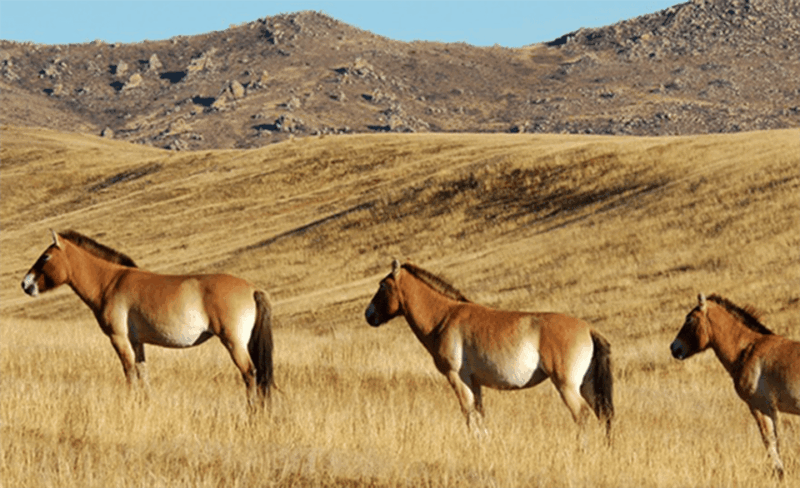 The Khustai National Park Day Tour - Key Points