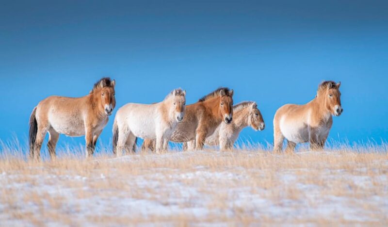 The Khustai National Park Day Tour - Booking Information