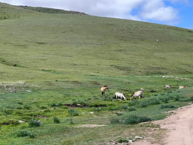 The Khustai National Park Day Tour - Wildlife Sightings